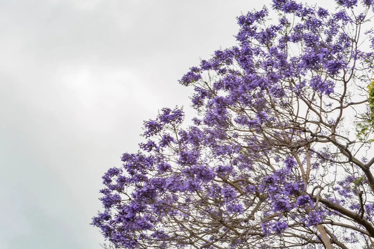 Jacarandá Home Funchal  0*, Funchal (Madeira)