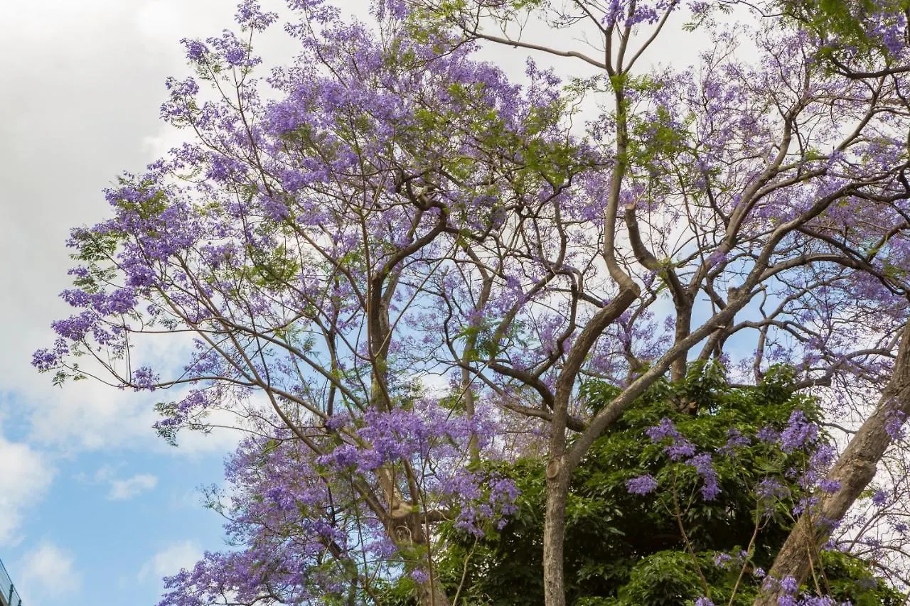 Jacarandá Home Funchal